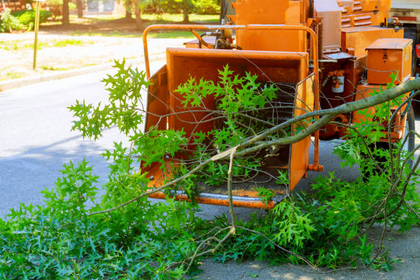 Best Commercial Tree Services  in Wickliffe, OH