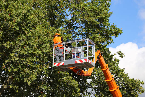 Best Arborist Consultation Services  in Wickliffe, OH