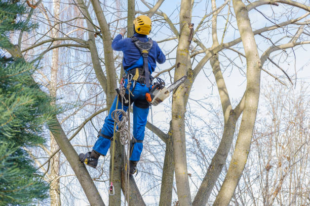 Trusted Wickliffe, OH Tree Removal Experts