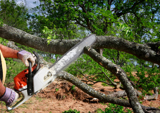 Best Emergency Tree Removal  in Wickliffe, OH